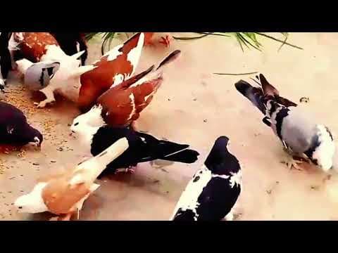 Aider les oiseaux de jardin britanniques à prospérer en été : conseils et recommandations pour l'alimentation