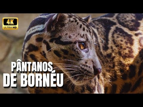 Parque Nacional Betung Kerihun: Explorando el Punto Caliente de Biodiversidad de Borneo en 2025