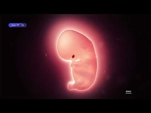 Elementy LINE-1: Kluczowi gracze we wczesnym rozwoju zarodka i biologii komórek macierzystych