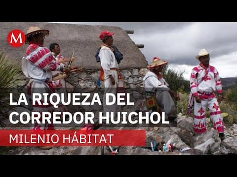 Hành trình Wixarika: Phân tích chuyên sâu về giá trị văn hóa và tác động kinh tế địa phương