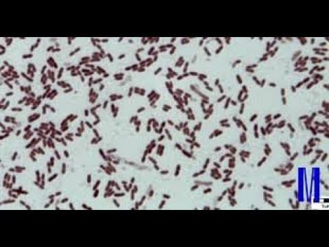 中国科学家发现南极洲细菌新属新种