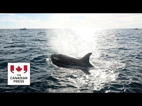 シャチの利他的行動：人間との獲物の共有