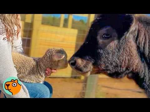 La ferme Dumble propose des câlins de vaches et la conservation en Angleterre