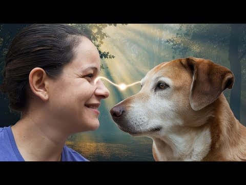 Cats and Dogs Bring Joy to Our Lives: The Magic of Pets
