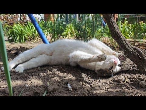 Perché i gatti si rotolano sul pavimento? Decodificare il comportamento felino
