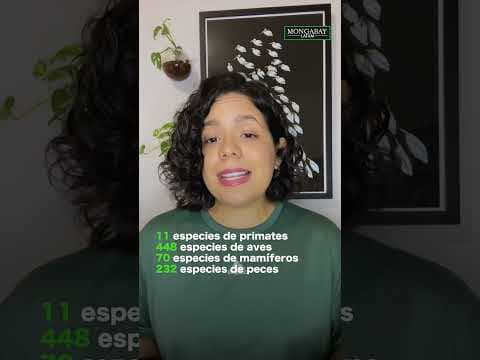 Perus Region Loreto richtet neues Schutzgebiet ein und schützt Amazonas-Flora und -Fauna