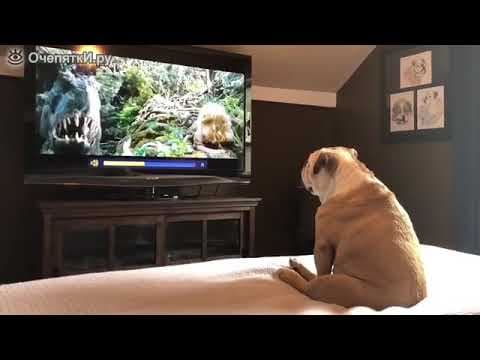 Do Dogs Really Watch TV? Science Explains Their Reactions