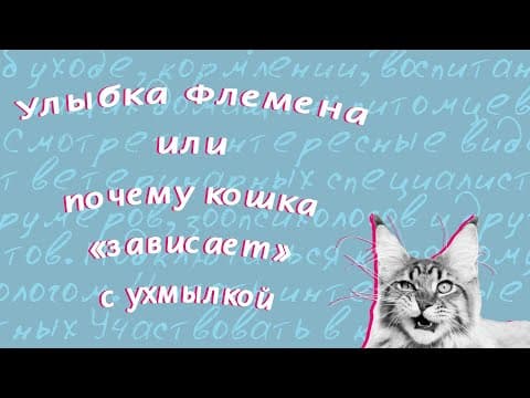 Perché i gatti fanno facce buffe? Comprendere la risposta di Flehmen felina