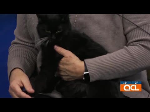 New Adoption Services Help Pets Find Homes