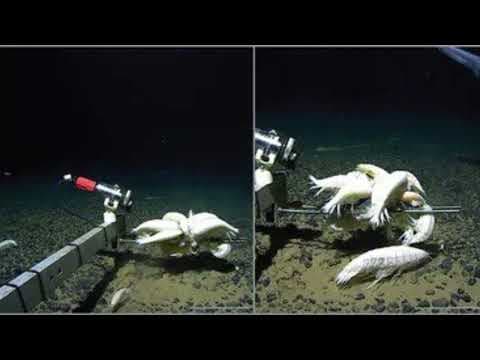 Giant Deep-Sea Amphipod Thriving: *Alicella Gigantea* Distribution Study in 2025