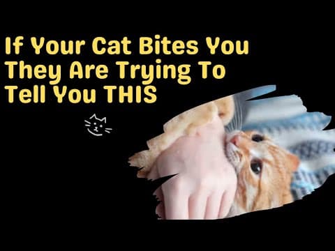 猫が突然噛みつく理由：撫でている最中の行動を理解する
