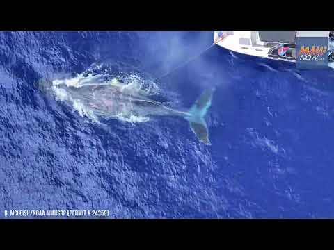 Successful humpback whale rescue on Maui