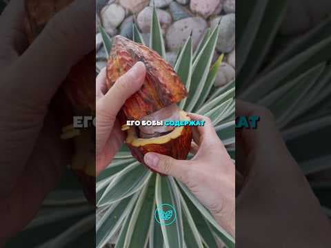 Journée Mondiale du Cacao : Un Héritage Millénaire et un Enjeu Économique Majeur