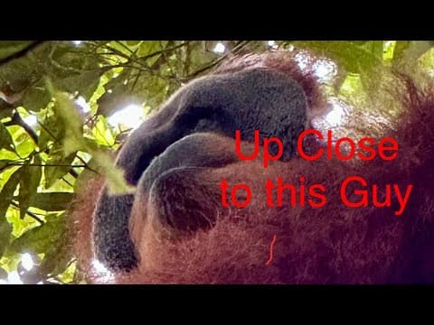 Induk Orangutan Menunjukkan Gaya Pengasuhan Unik, Temuan Studi