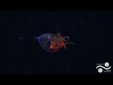 Calmar Colossal Filmé Vivant : Expédition aux Îles Sandwich du Sud, Mars 2025