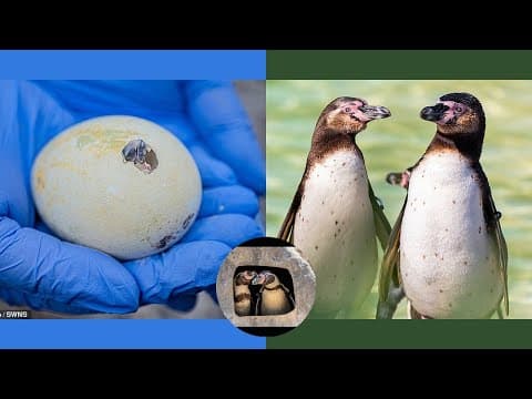 チェスター動物園、ペンギンの保護活動成功を祝う：10羽のヒナ誕生と、同性カップルの育雛