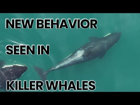 Orcas usam ferramentas de algas marinhas para se cuidar, revela estudo