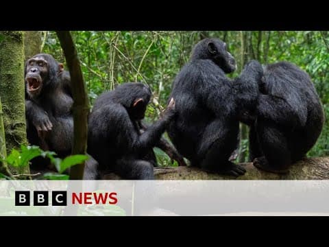 チンパンジーは薬用植物で他者の傷を治療する、研究で判明